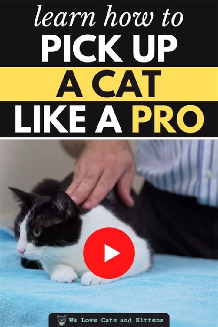 A Vet Explains How to Pick Up Your Cat Like a Pro (Bye Bye Scratches)