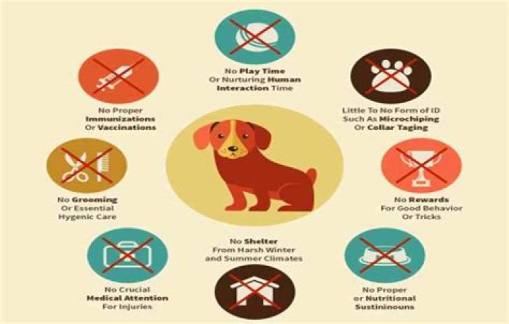 How To Demand Justice For Animal Cruelty: The "Huellitas Justicia" Case